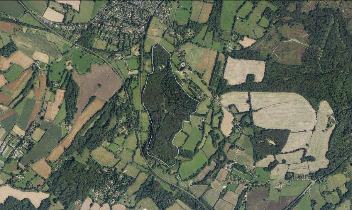 Birchden Wood